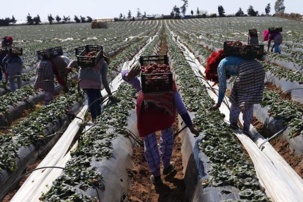 تفكيك شبكة تتاجر في العمال الزراعيين المغاربة ضمنهم سياسيين إسبان