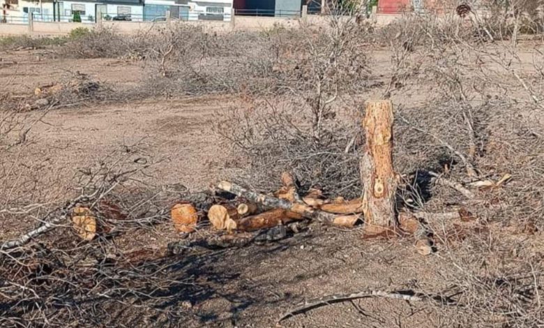 وجدة .. غابة الصنوبر تتعرض لأبشع إستغلال