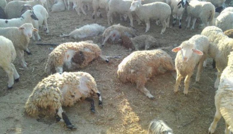 نفوق غامض لـ 28 رأسًا من الأغنام في دوار واد الكطاف بجرسيف يثير القلق