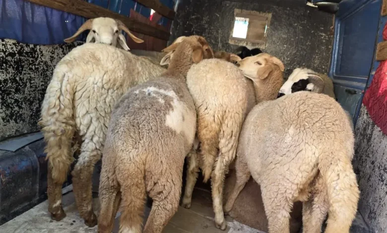 جرسيف.. مداهمة (كراج) غير مرخص لبيع الأغنام قبيل عيد الأضحى