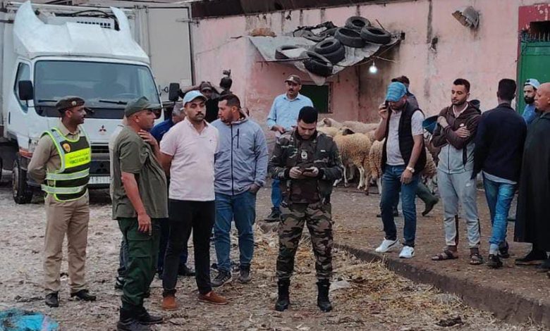 سيدي بنور.. السلطات تتدخل لمنع ذبح 200 خروف خارج الضوابط القانونية (صورة)