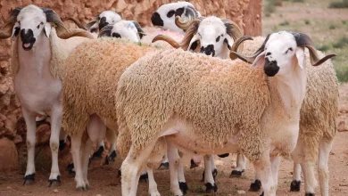 عيد الاضحى