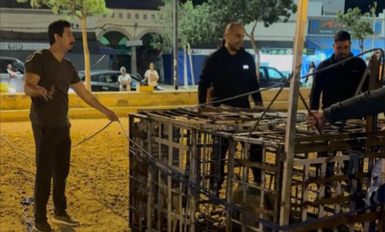 السعيدية.. السلطات تكثف عمليات الإمساك بالخنازير البرية داخل المدينة