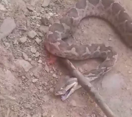 تازة.. العثور على ثعبان “غريب ومخيف” في دوار سيدي مغيث