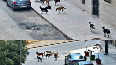 الكلاب الضالة تغزو شوارع برشيد و المجلس الجماعي في “وضع المتفرج”