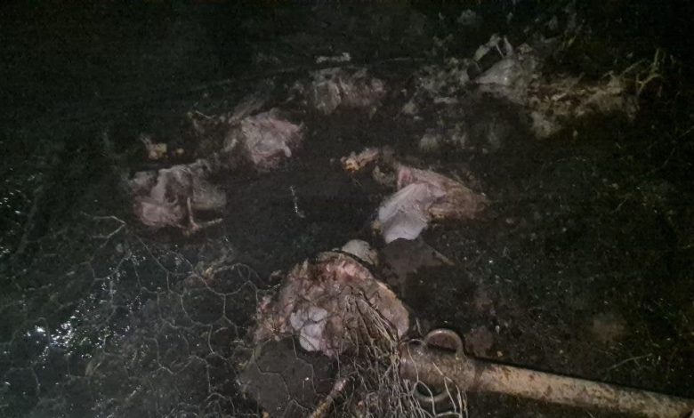 انفجار قنينة غاز يحرق 10 رؤوس أغنام ويشرّد أسرة فقيرة بضواحي بني ملال(فيديو)