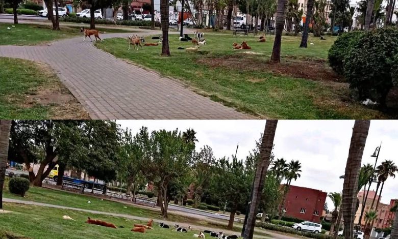 برشيد.. الكلاب الضالة تحتل الحدائق العمومية
