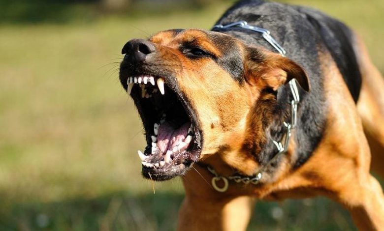 مأساة جديدة بأكادير.. وفاة سائحة سويسرية بعد تعرضها لخدش من كلب ضال