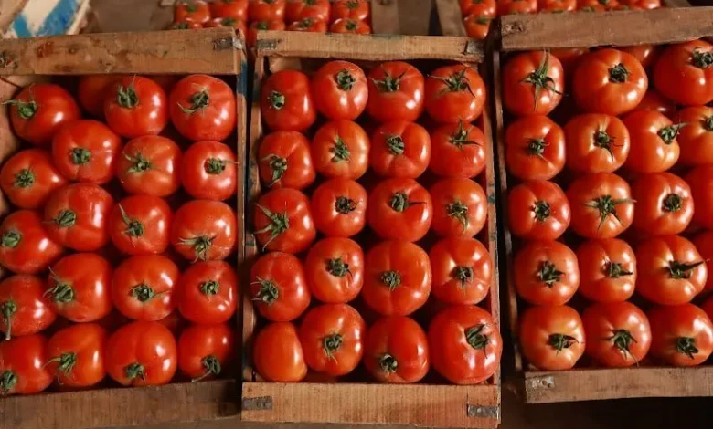 صادرات الطماطم المغربية إلى الدنمارك ترتفع بـ32%